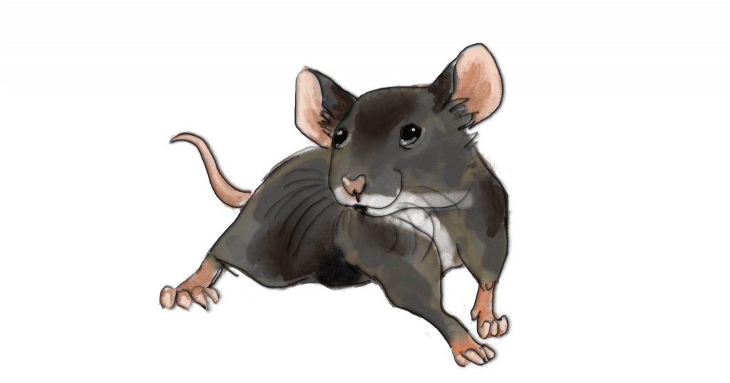 Felt Pen Mouse - Rat (1024x555), Png Download