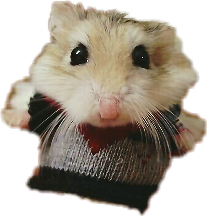 Hamster Hamsters Freetoedit - Hamster In A Sweater (670x698), Png Download
