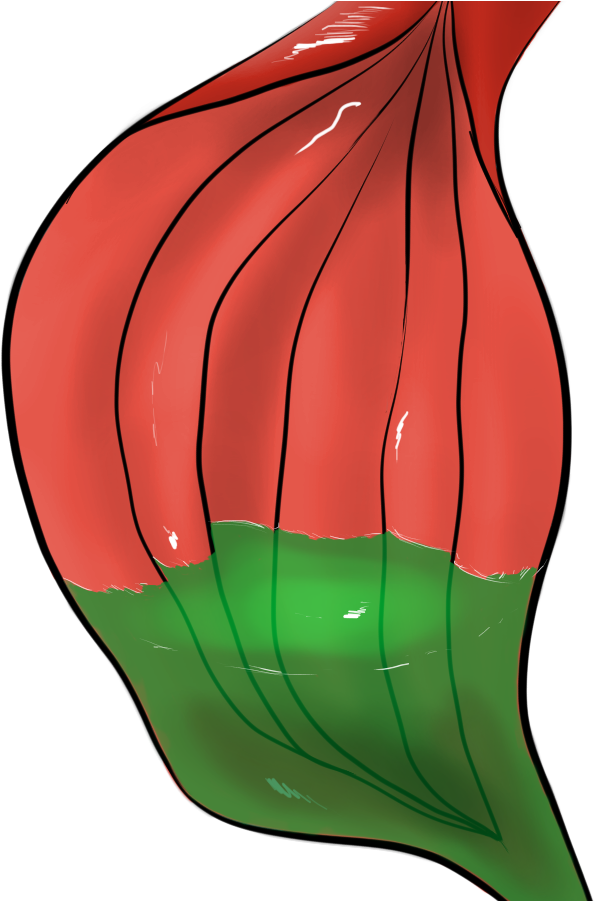 Free To Use Stomach With Acid - Hot Air Balloon (800x900), Png Download