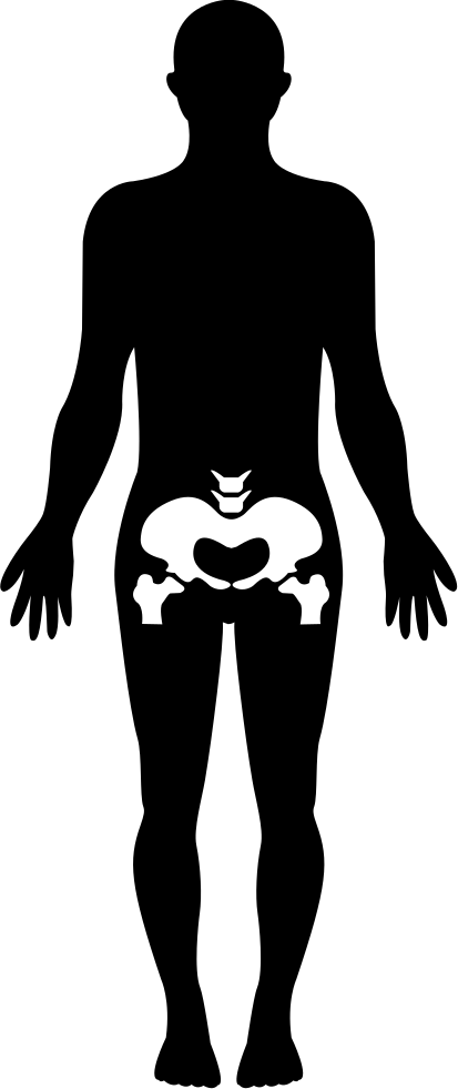 Hips Human Body Part Comments - Human Body (413x981), Png Download