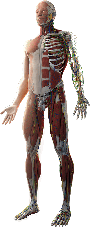 Body - Rib (468x1000), Png Download