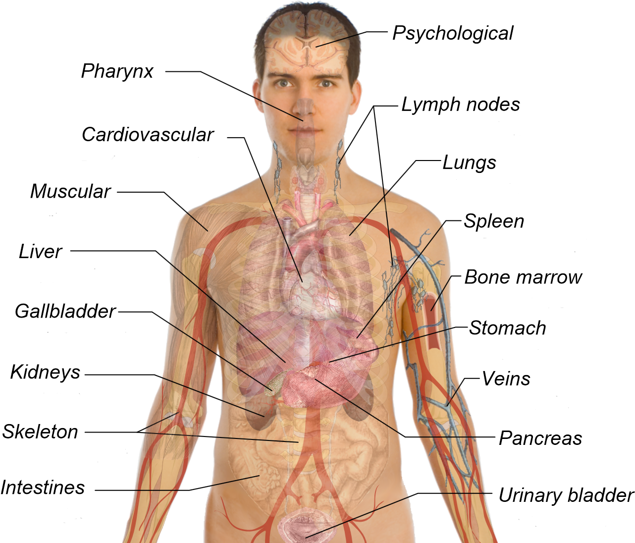 View The Image With An Image Editor, And Mouse-over - All Your Organs In Your Body (1363x1116), Png Download
