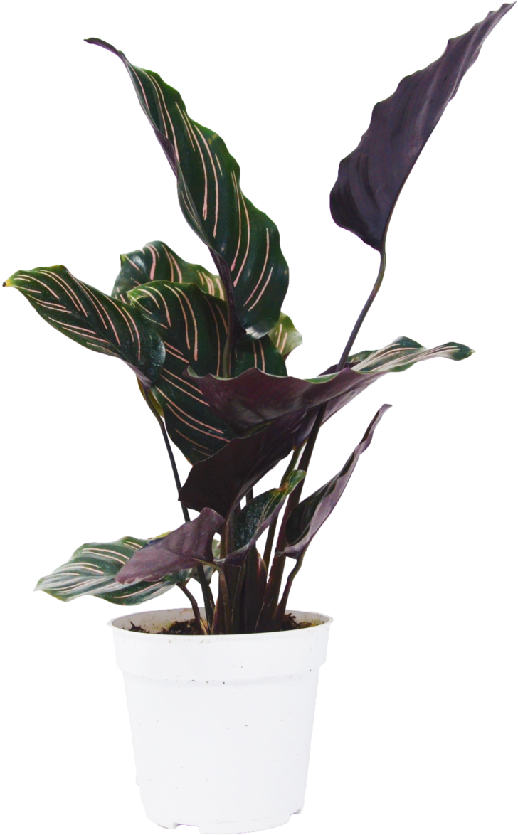 Calathea Ornata Plant - Flowerpot (1800x1192), Png Download