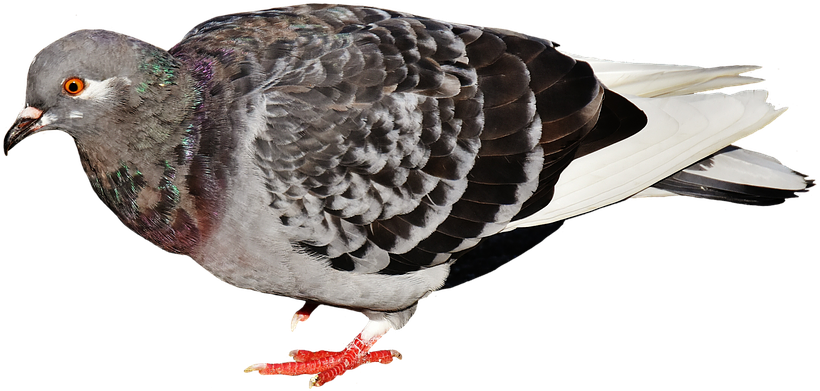 960 X 577 1 - Warna 3d Animasi Pigeon Racing (960x577), Png Download