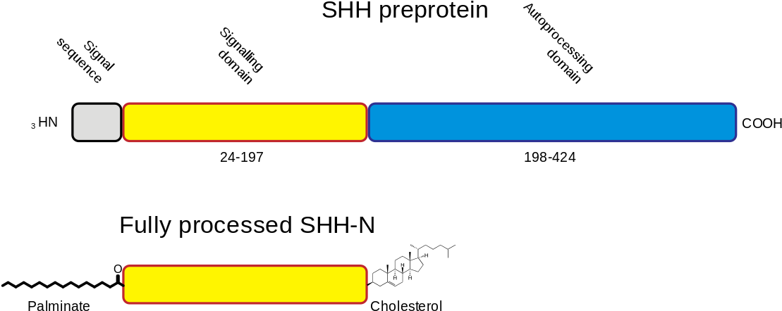 File - Shh Processing - Svg - Diagram (1280x494), Png Download