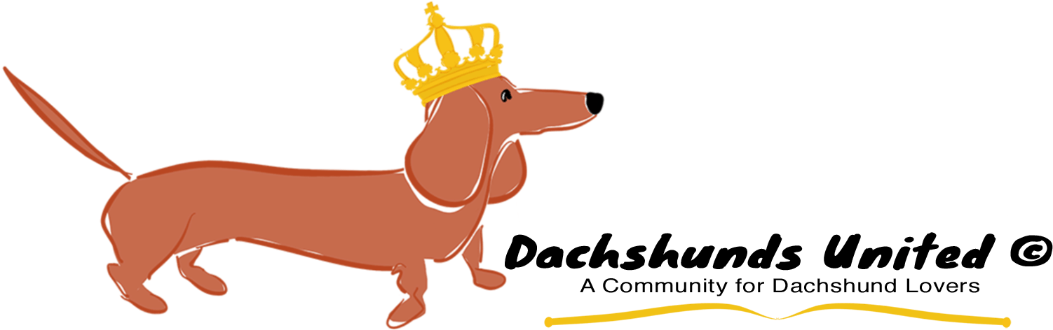 Dachshunds United - Dachshund (2000x605), Png Download