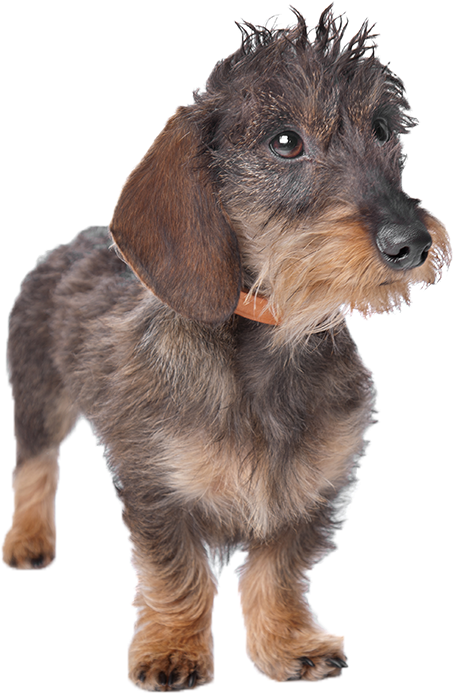 Best Dog Beds And Coats For Miniature Dachshunds - Companion Dog (600x900), Png Download