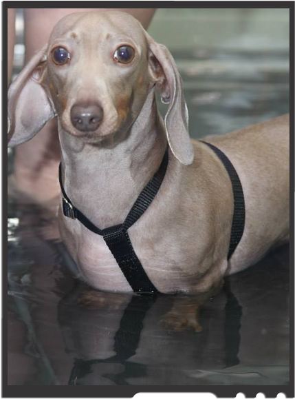 Dachshund Prevention Therapy - Companion Dog (493x640), Png Download