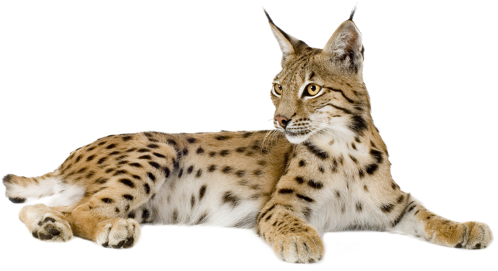 Lynx Png - Lynx Cat (800x514), Png Download