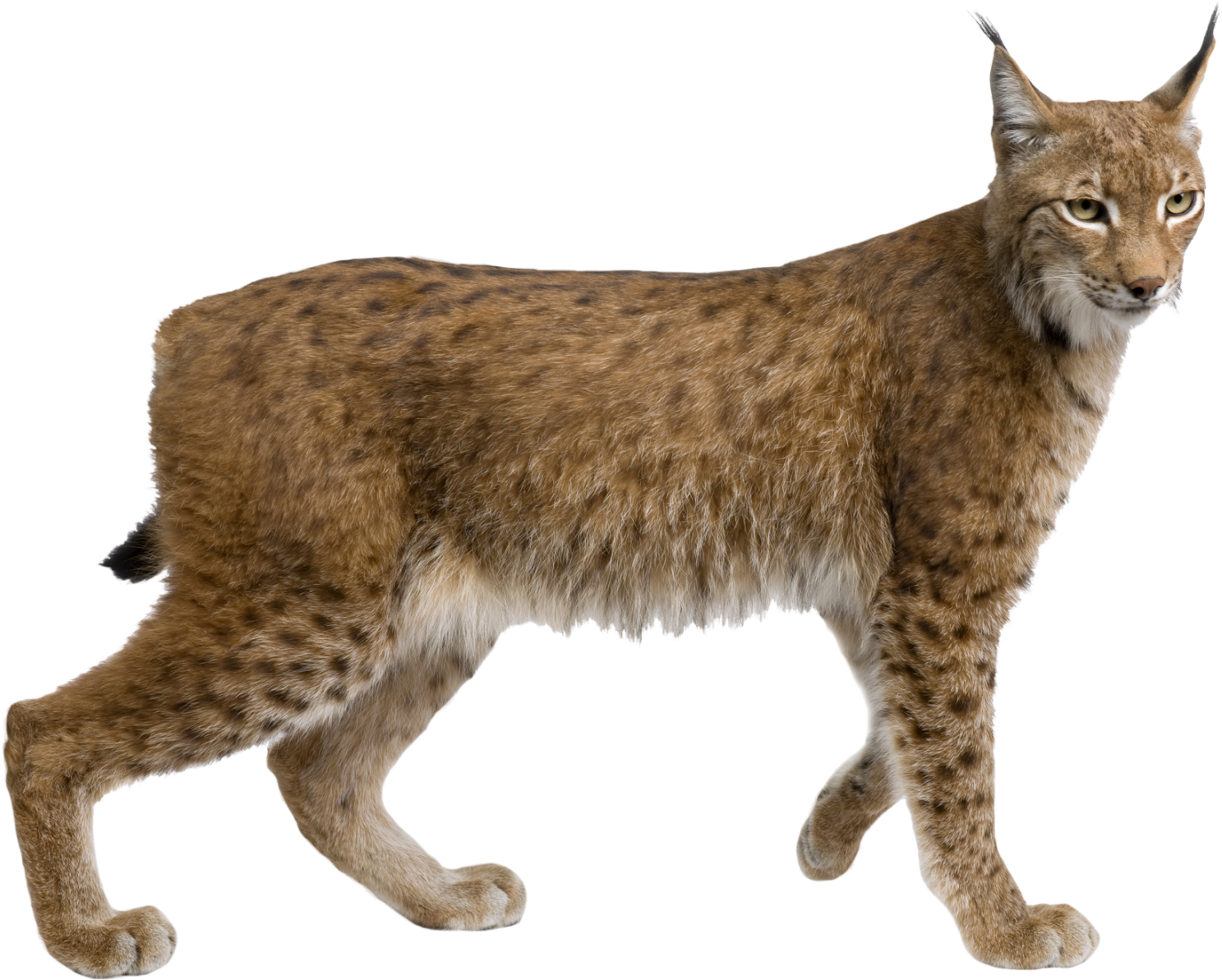 Lynx Png Picture - Lynx Standing (2048x1483), Png Download