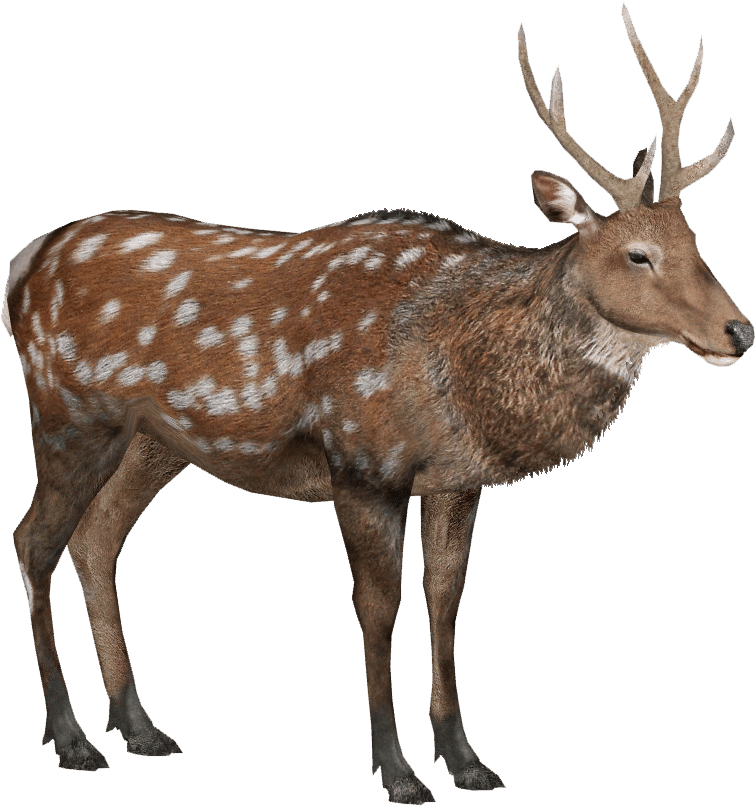 Sika Deer Lgcfm Zt2 Library Wiki Fandom - Forest Animals Png (829x886), Png Download