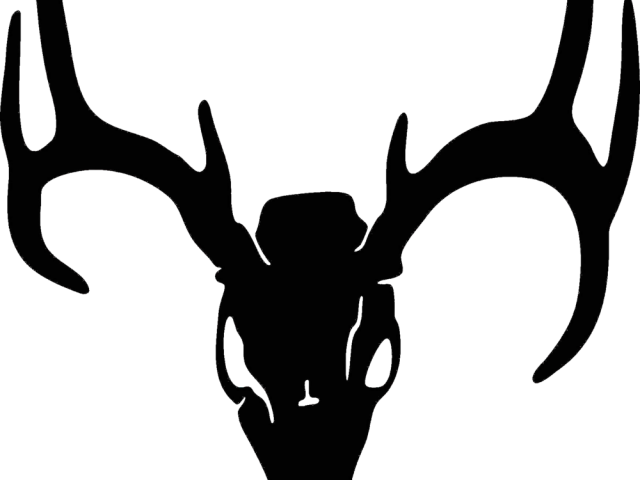 Camo Clipart Deer Antler - Whitetail Deer Skull Clipart (640x480), Png Download