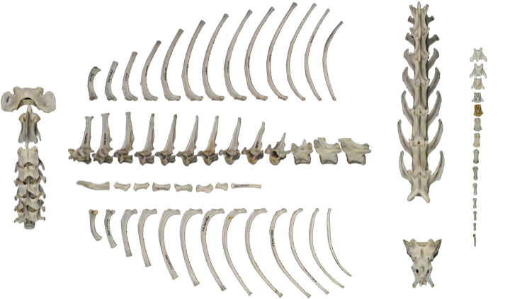 Esqueleto Postcraneal (800x533), Png Download