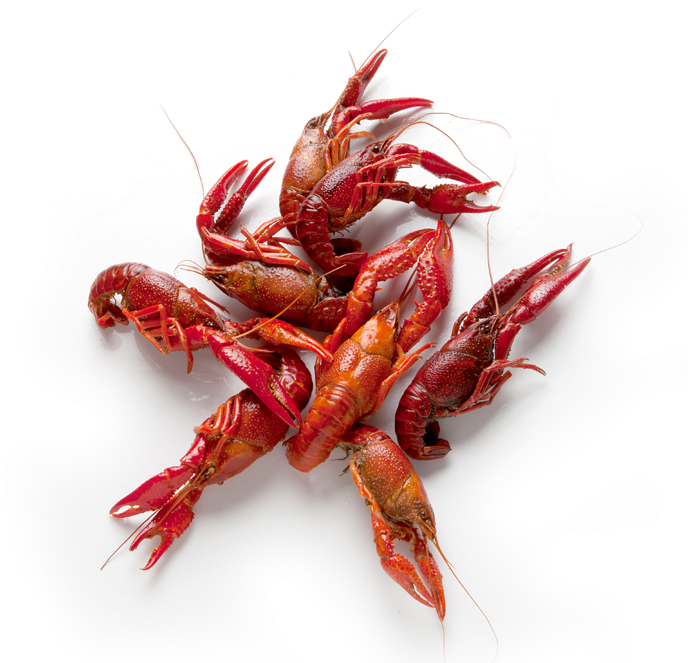 Crawfish - Caridean Shrimp (709x662), Png Download