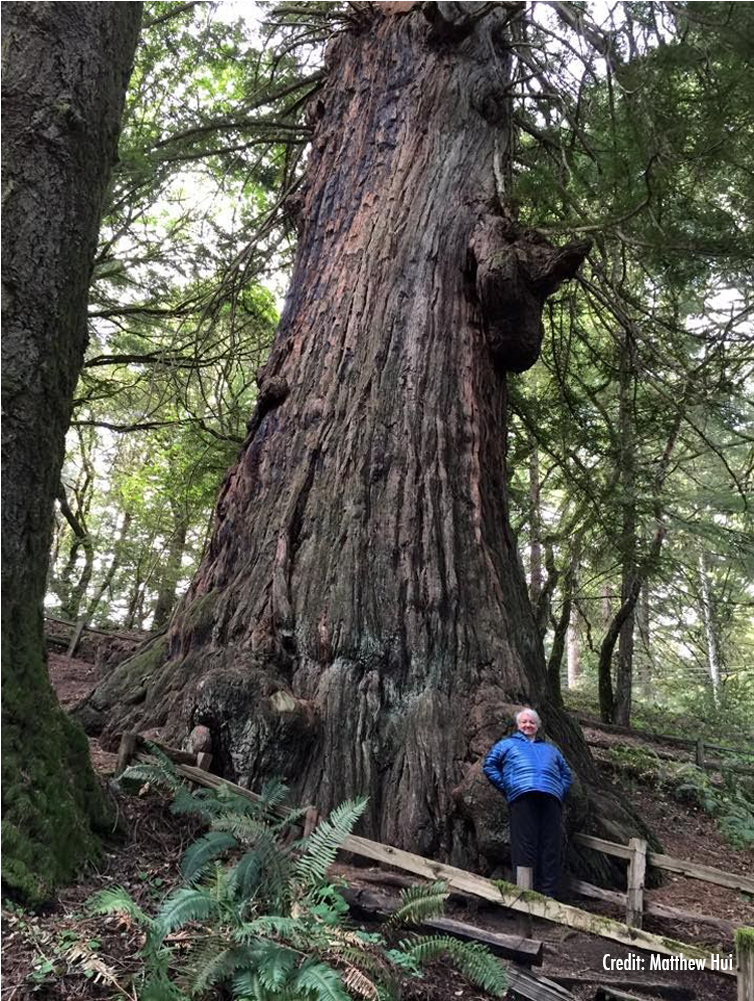 Leaning Against The Tree - Redwood (1500x1000), Png Download
