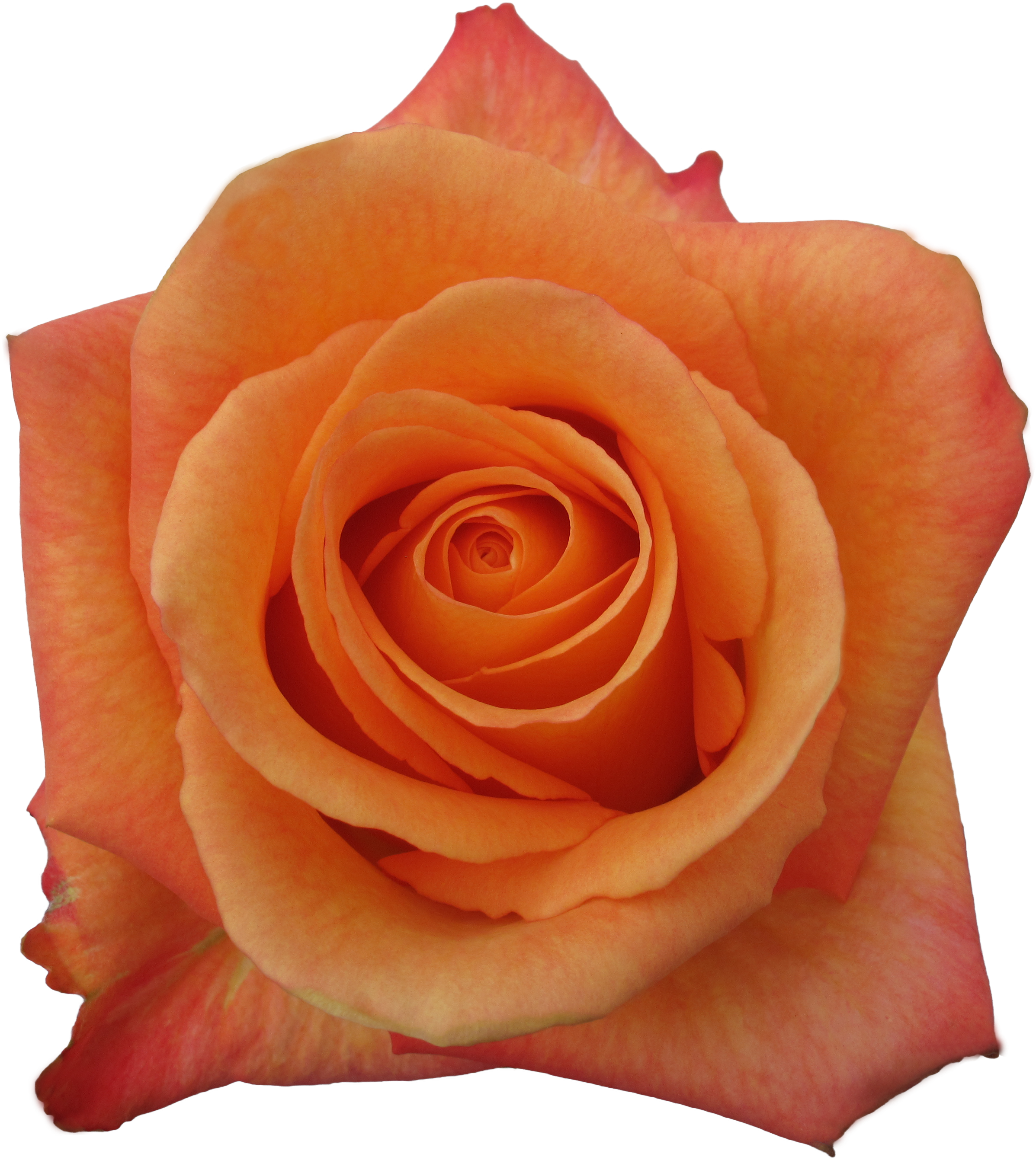 Rose Confidential (3709x2782), Png Download