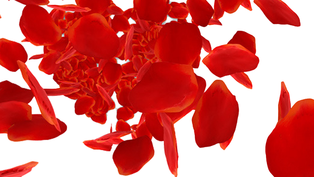 Beach Rose Petal Download - Red Rose Petals Falling Png (1000x564), Png Download