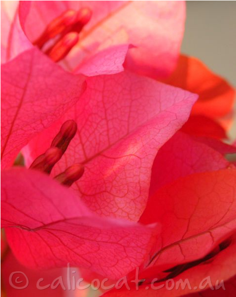 Photo Of Bougainvillea Flowers - Close-up (600x600), Png Download