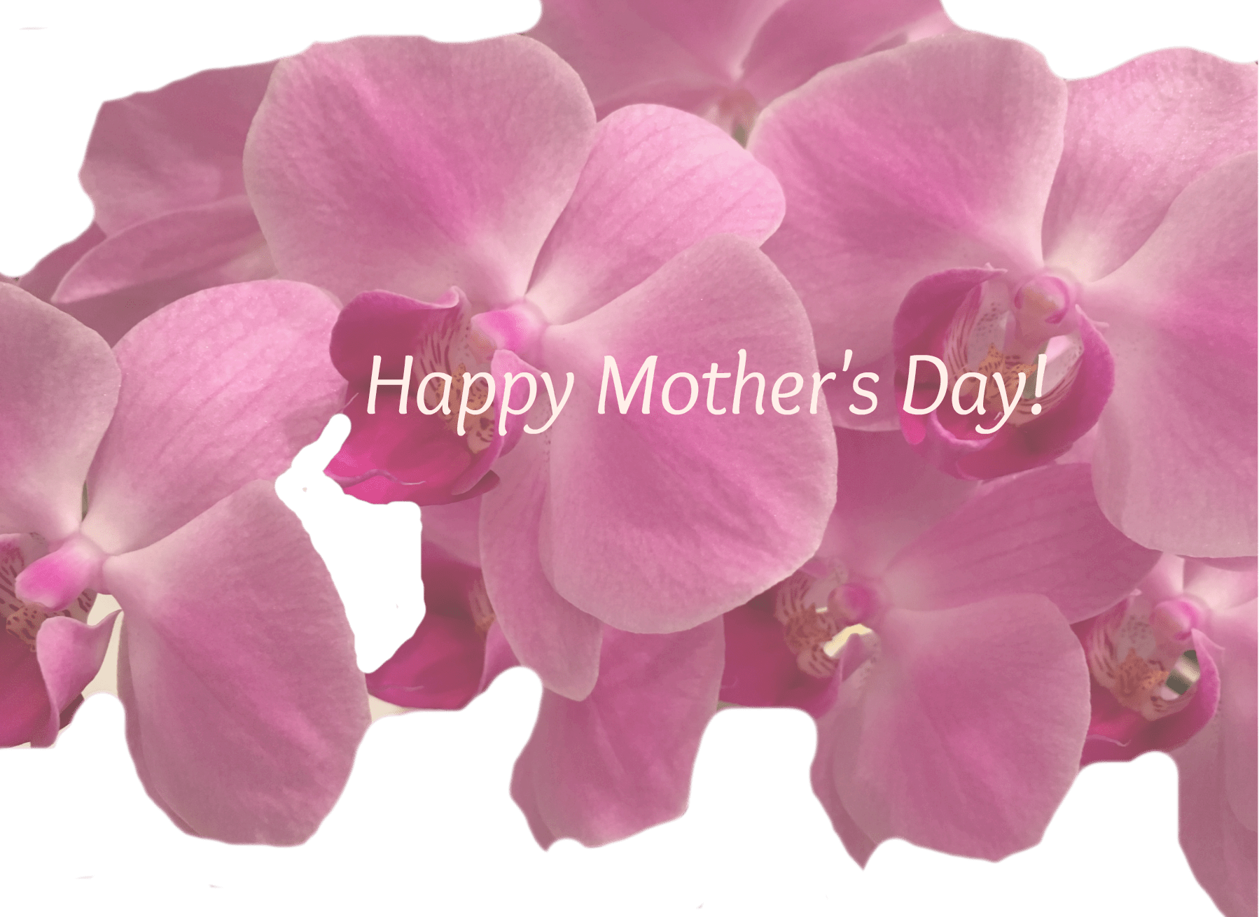 Mothers Day Guide 2016 Choc Twist Of The Month Picm - Artificial Flower (1798x1310), Png Download