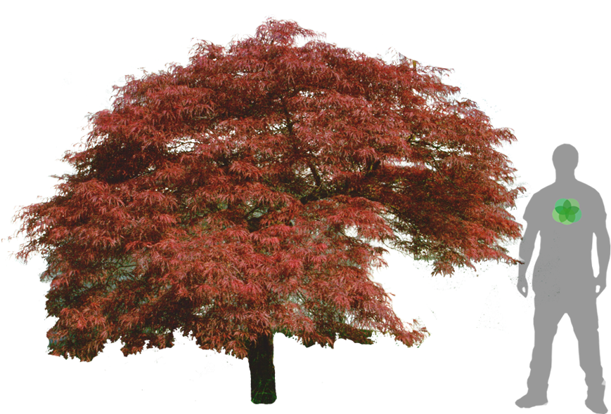 Acer Palmatum, Cad Drawing, Silhouettes, Presentation, - Acer Palmatum Png (900x1200), Png Download