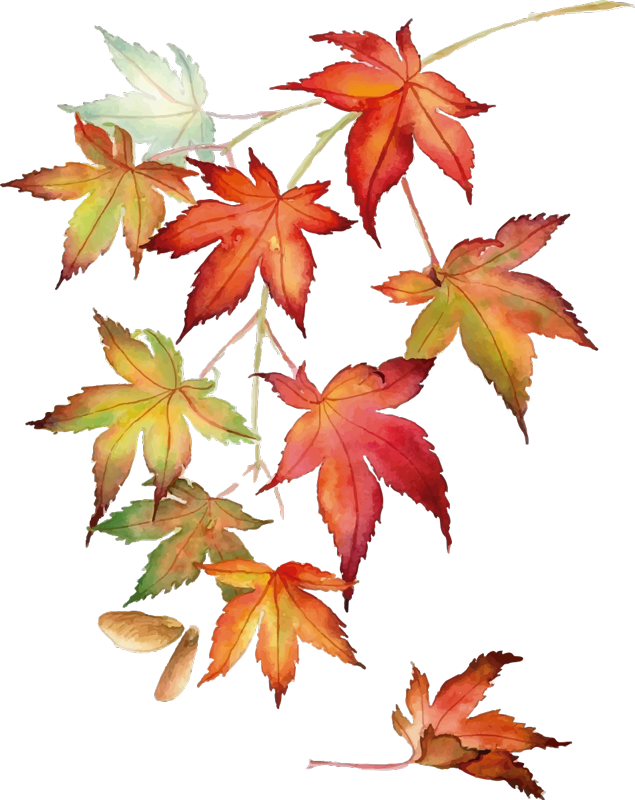 Wall Colour - Japanese Maple Watercolor (635x800), Png Download
