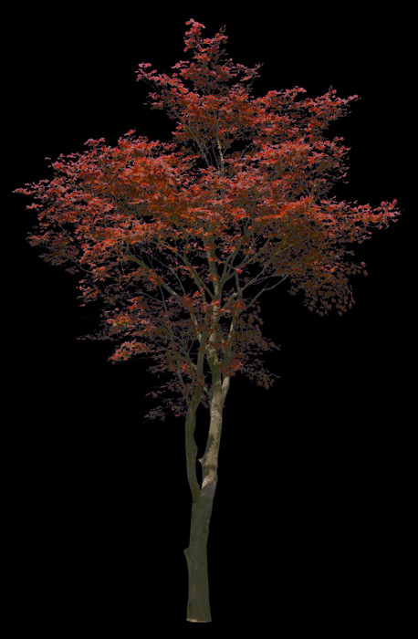Autumn (458x700), Png Download
