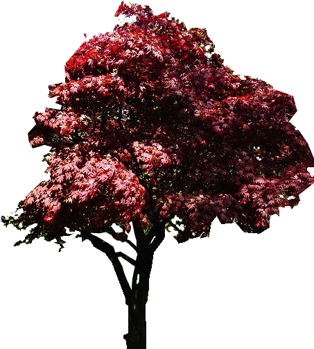 Photo Japanese Red Maple Tree Elaine Manley1 - Swamp Maple (900x597), Png Download