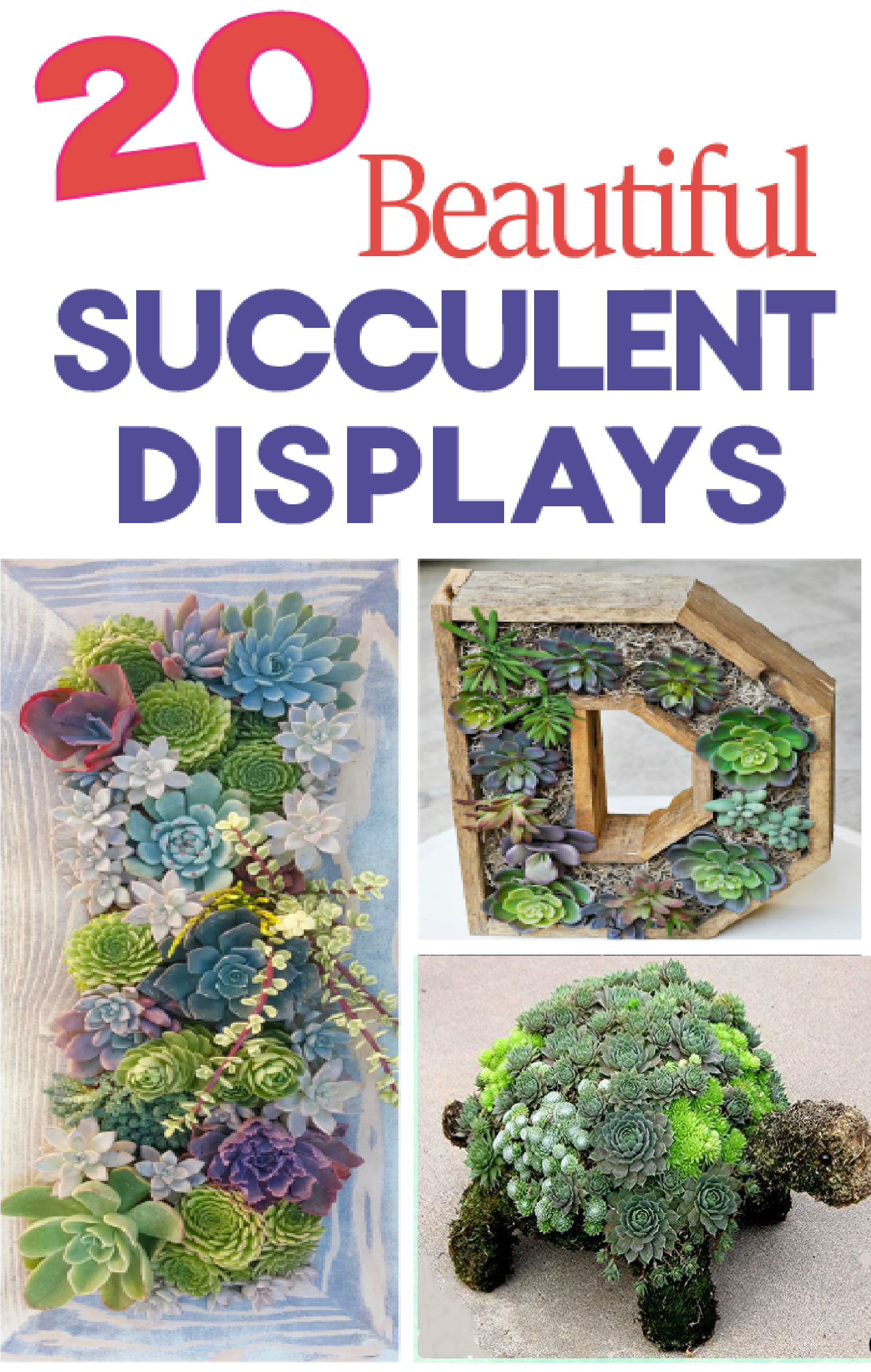 Professionally Design A Flower Bed - Succulent Garden (1800x2700), Png Download