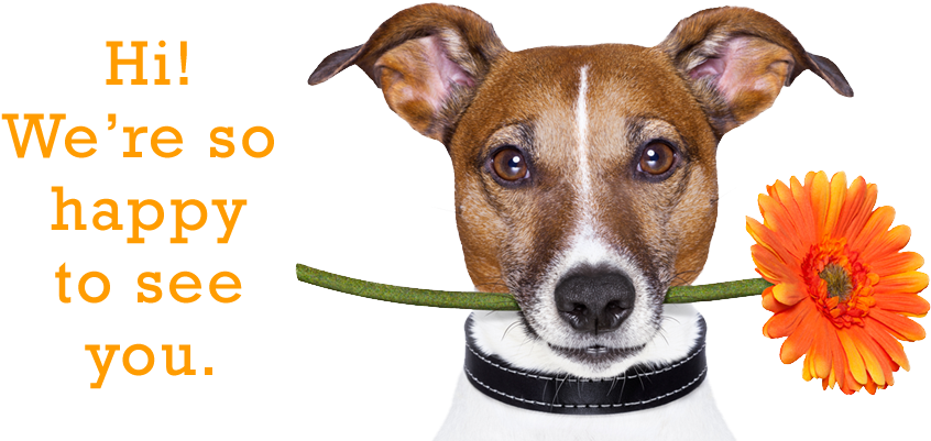 Don't Get Left Behind - Companion Dog (903x449), Png Download