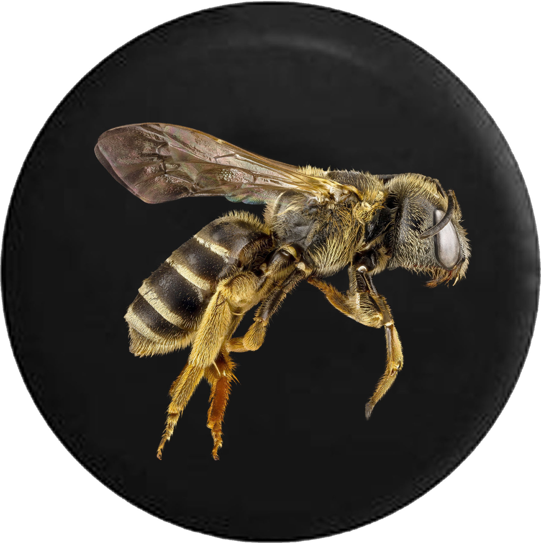 Bee Hornet Wasp Yellow Jacket - Honey Bee Black Background (1795x1803), Png Download