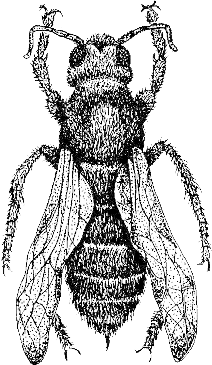 Home - Bee (500x791), Png Download