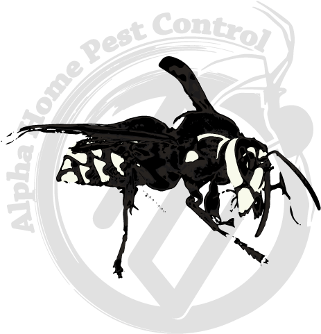 Bald Face Hornet Image Gallery - Illustration (570x570), Png Download