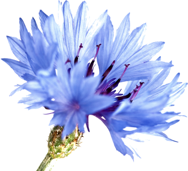 Uses In Natural Beauty And Skincare - Cornflower Watercolor (720x555), Png Download