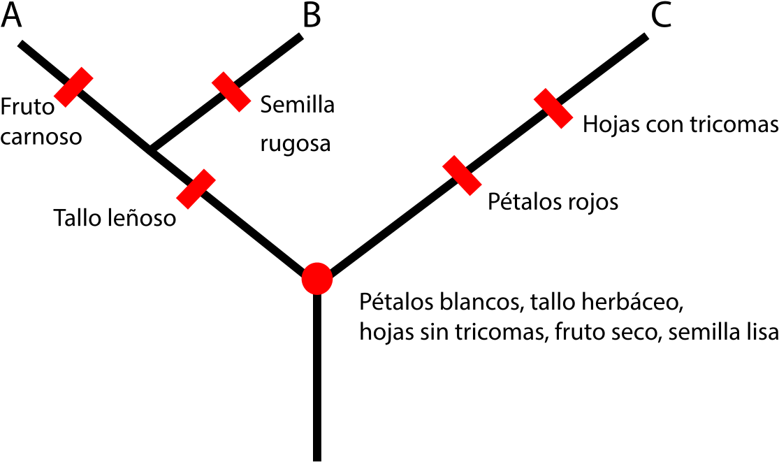 Ejemplo De Cladograma (1200x849), Png Download