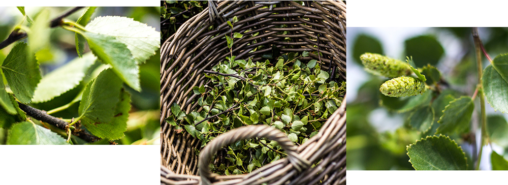 Birch Herbs Soley - Plantation (1000x364), Png Download