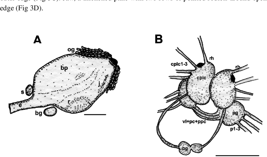 Trapania Safracornia , A, Camera Lucida Drawing Of - Insect (850x500), Png Download