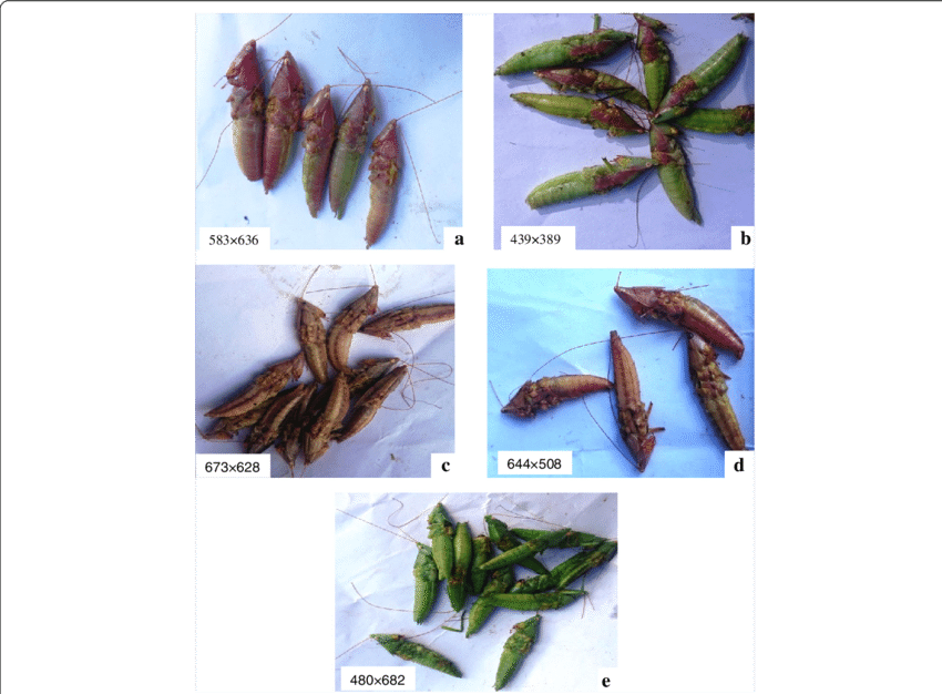 As Identified By Haya Ethnic Group - Limnephilidae (850x626), Png Download