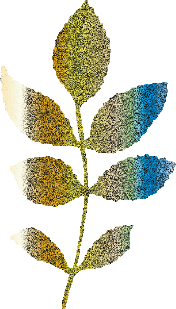 Glitter Golden Elegant Wedding Branch And Leafs Example - Pond Pine (2189x1459), Png Download