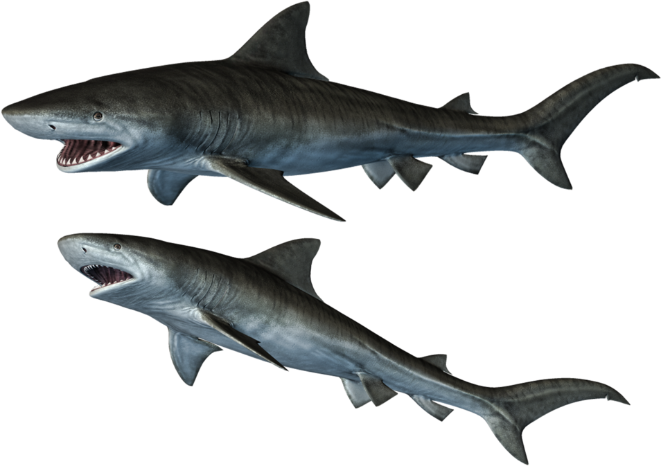 9 Photos - Sharks Png (1024x724), Png Download