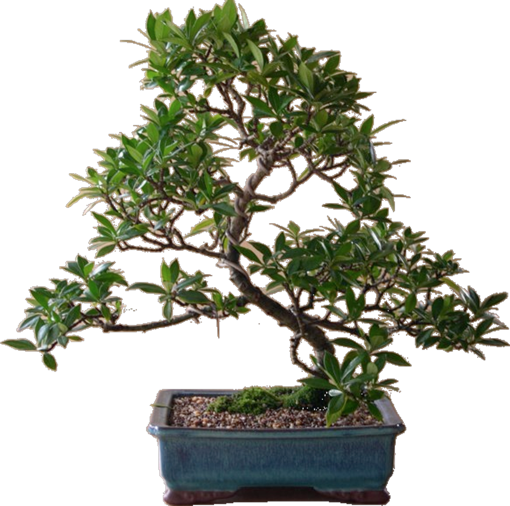 Bonsaitree Sticker - Sageretia Theezans (1024x1017), Png Download