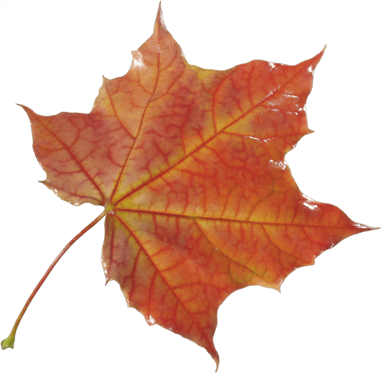10 Autumn Png Leaf Postimage - Hoja De Otoño Png (800x800), Png Download