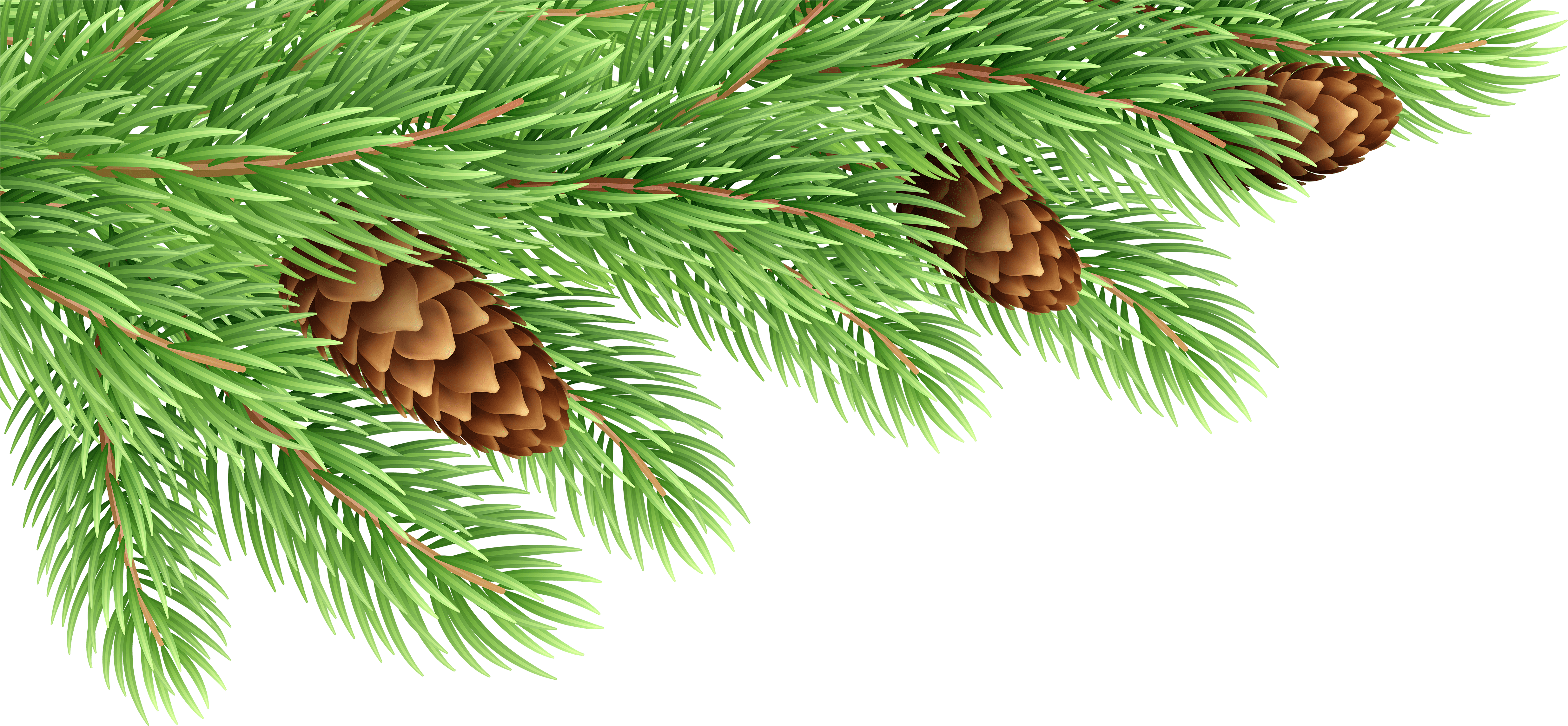 Pine Tree Branch Png (5000x2359), Png Download