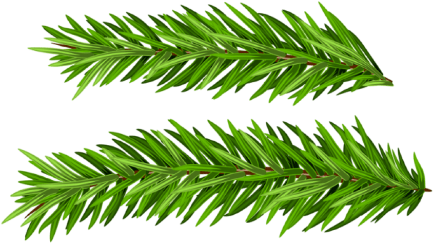 Free Png Pine Branches Set Png Images Transparent - Christmas Tree (850x478), Png Download
