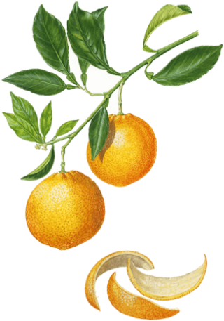 Sweet Orange - Citrus × Sinensis (472x472), Png Download