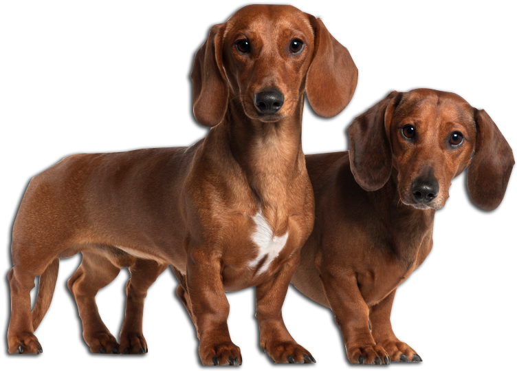 Dachshund Image - Basset Hound Mixed With Wiener Dog (863x556), Png Download