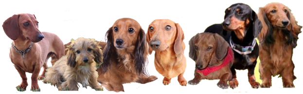 Dachshund (672x248), Png Download