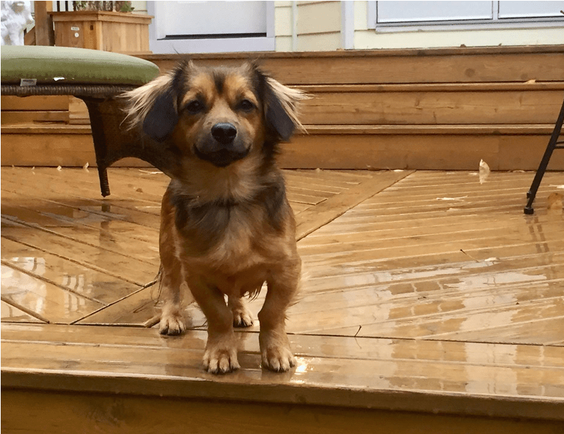 Jiffy Is A 2 Year Old, Long Haired Dachshund That Loves - Companion Dog (800x750), Png Download