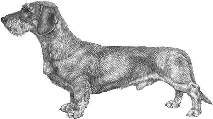Dachshund Wire Haired Fci148 - Wire Haired Dachshund Png (800x800), Png Download