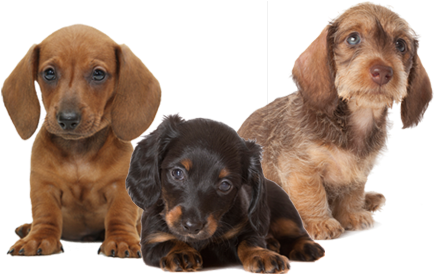 740-2209 Cartersdoxies@att - Dachshund Puppy Png (469x313), Png Download