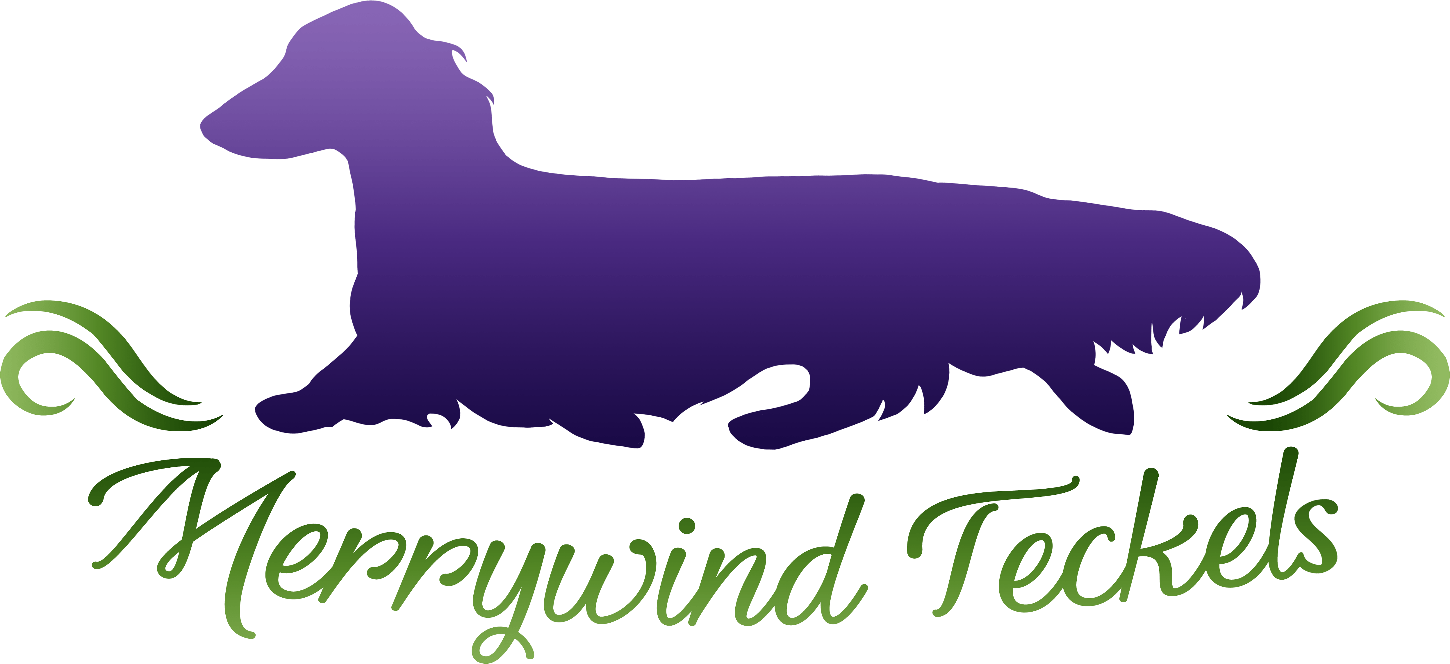 We Have Miniature Longhair Dachshunds In A Variety - Companion Dog (4987x2283), Png Download